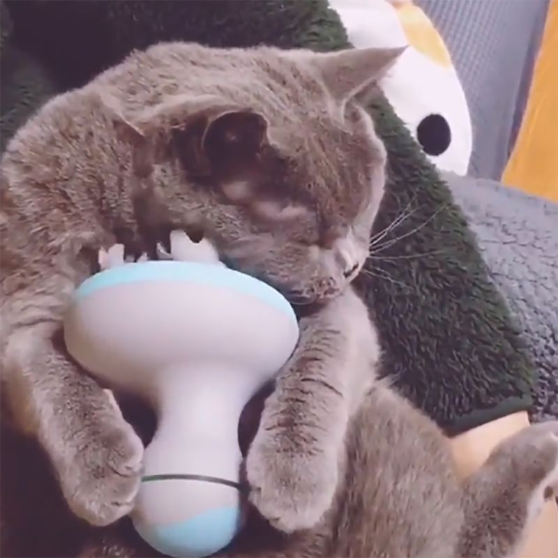 A MASSAGER THAT MAKES DOGS AND CATS HAPPY.